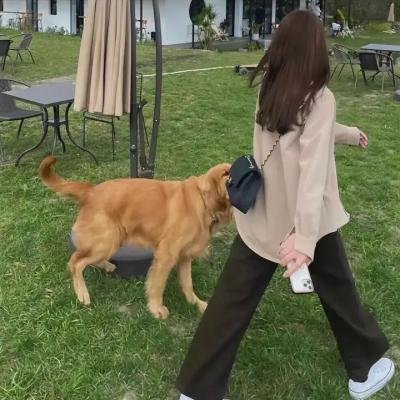梦见狮子
